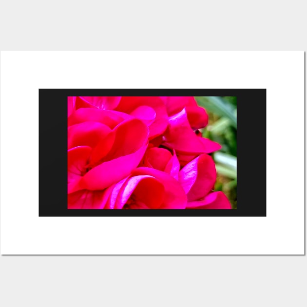 Geranium Petal display Wall Art by jalfc46